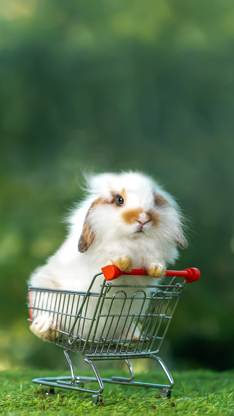Baby Rabbit Standing up in Shopping Cart screenshot