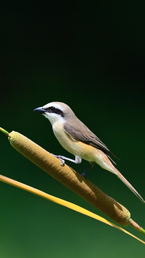 Redtailed shrike screenshot