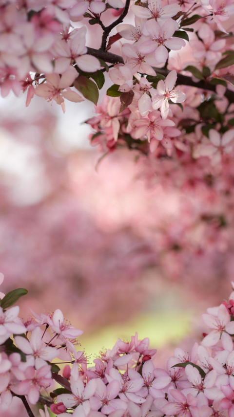 Spring (19) screenshot