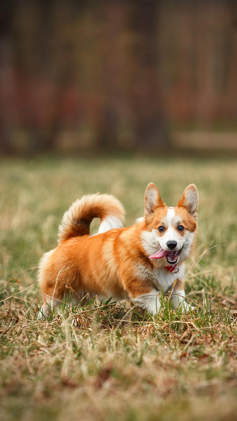 Dog36 screenshot