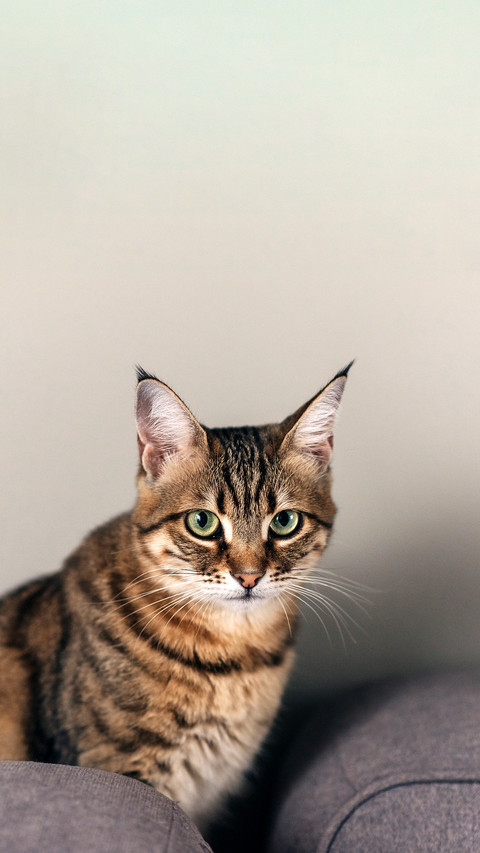 Bengal cat lying on sofa and smiling screenshot