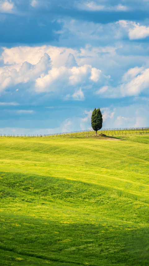 View of the pine trees in Tuscany screenshot