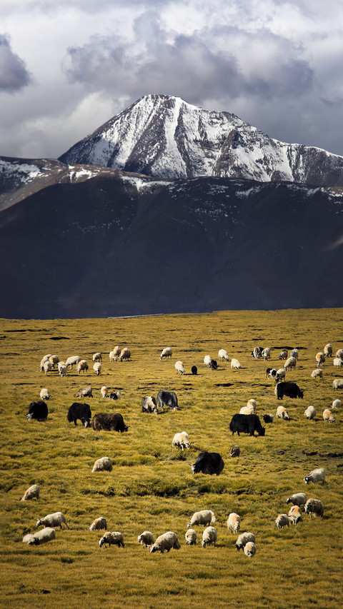 Several transportation modes to Tibet 0 screenshot