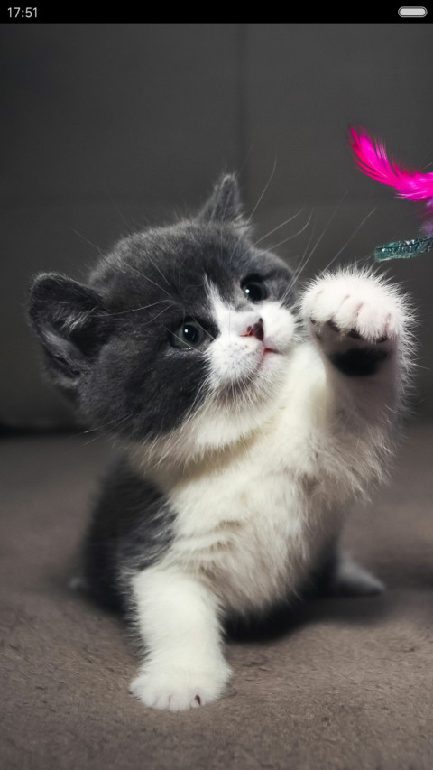 呆萌小猫咪 screenshot
