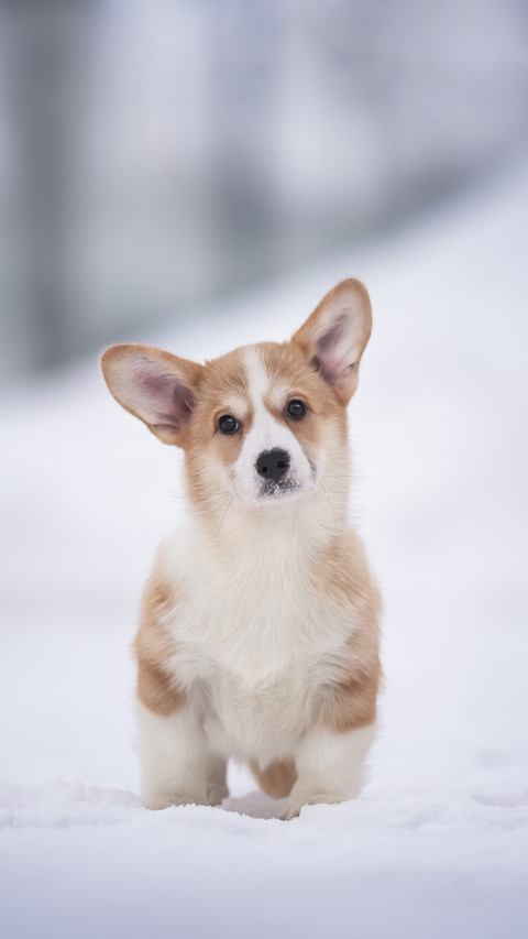 Red and White Welsh Corgi Pembroke Puppy Sitting on Snow screenshot