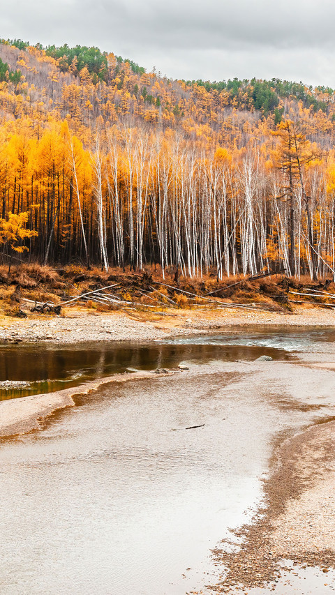 Hulun buir birch forest screenshot