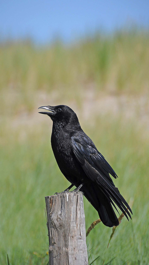 How high is the crows IQ 49 screenshot