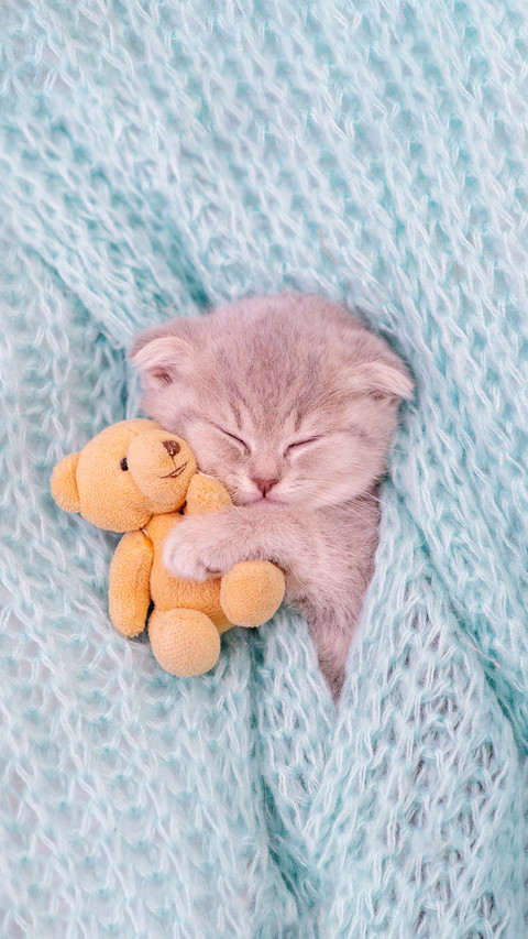 A Small Purple Kitten Lying on A Blue Knitted Background screenshot