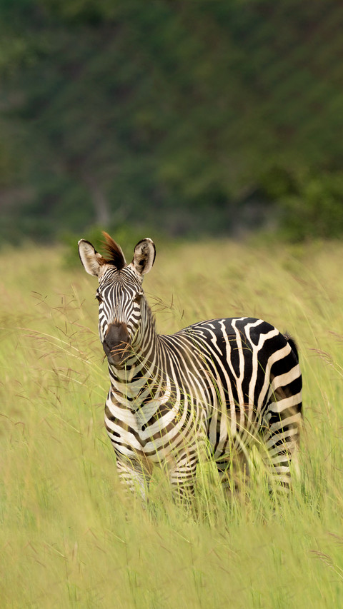 The mystery of zebras black and white screenshot