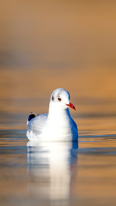 Natural swimming black-headed gull screenshot