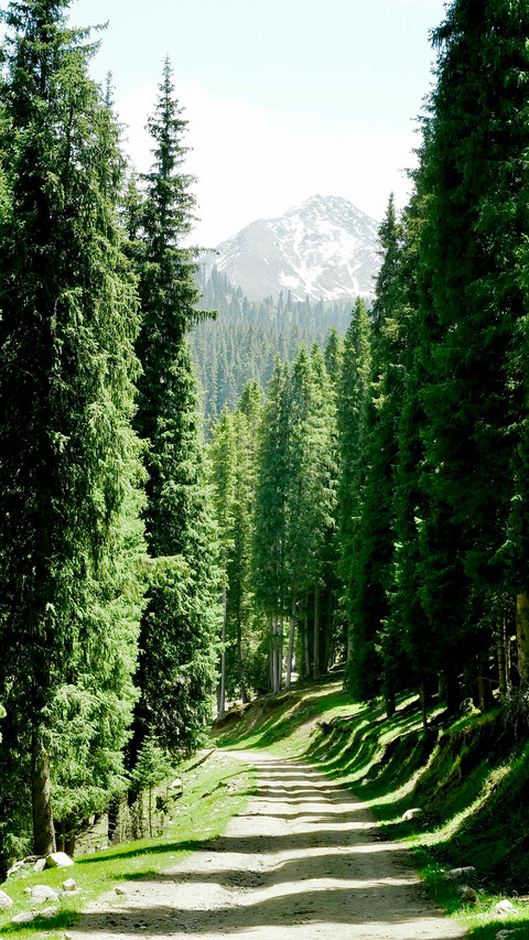 The forests along the way screenshot