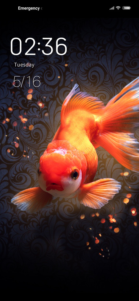Koi carp screenshot