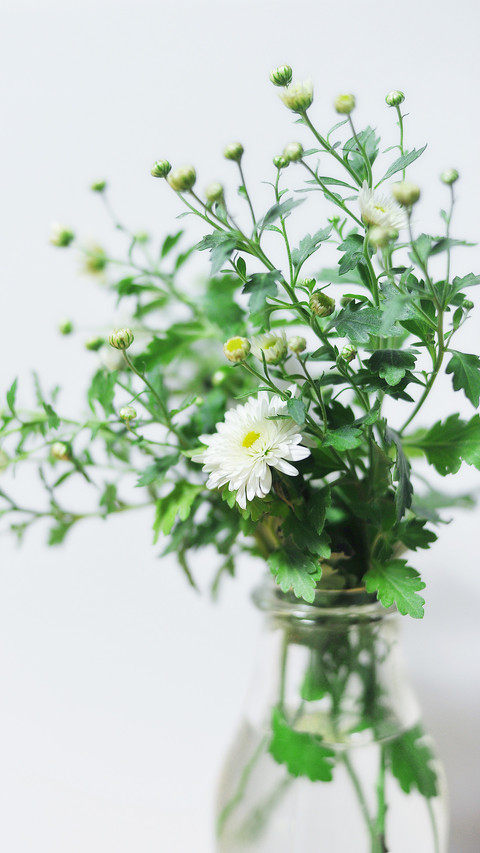 How to put green plants 1 screenshot