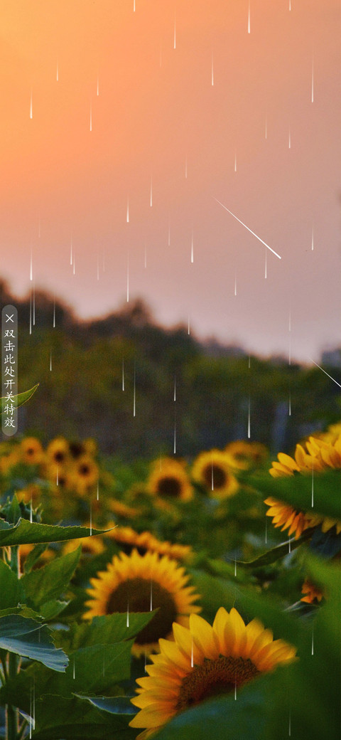 向阳花开 screenshot