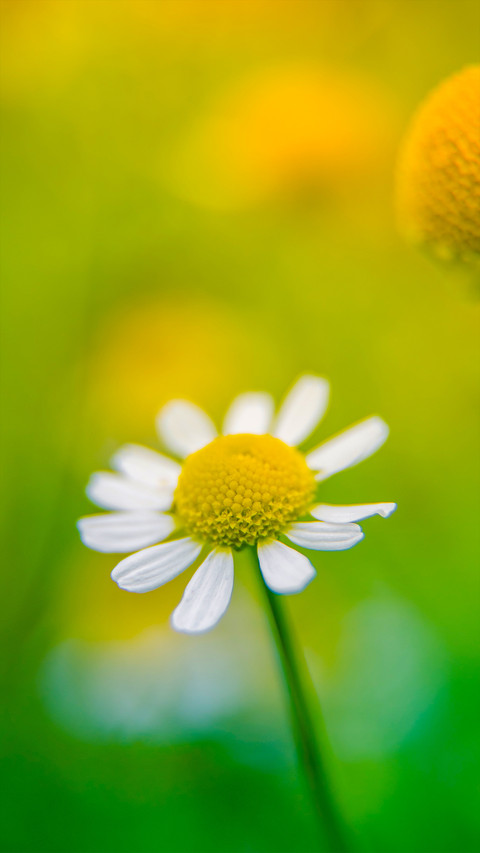 Fresh and natural wildflowers screenshot