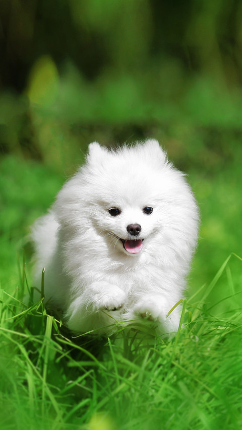 The six taboos of pomeranian bathing screenshot