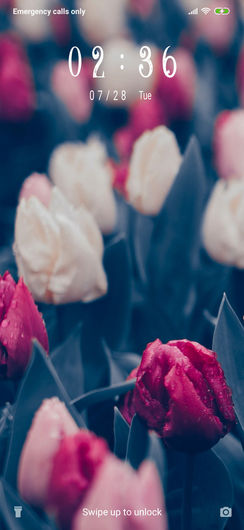 Tulips - Pink_3MDS screenshot