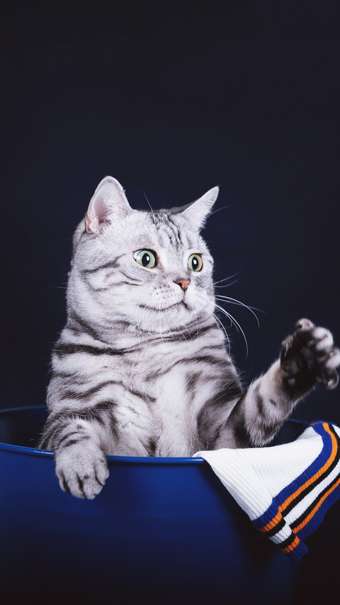 A cat is a cat in its nest screenshot