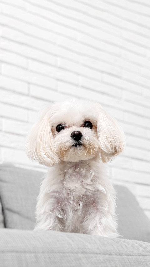 Cute Maltese dog sitting on sofa at home screenshot