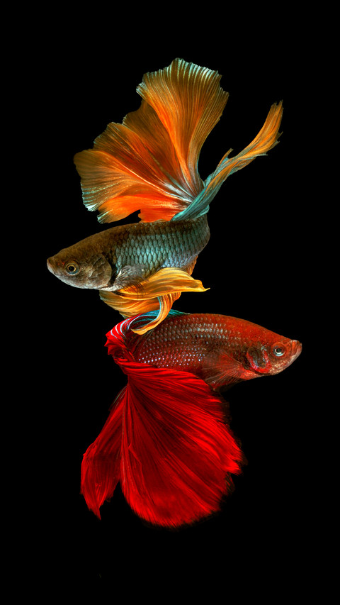 How to disinfect the fish tank 0 screenshot