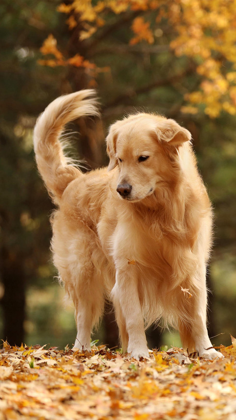 有爱的导盲犬 screenshot