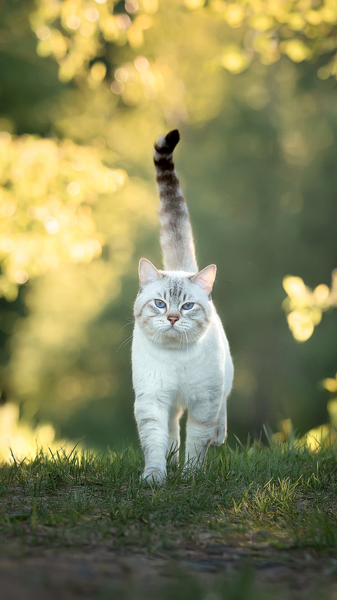 猫为何对植物情有独钟 screenshot