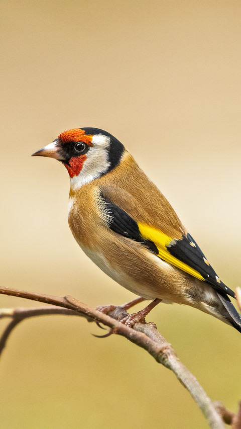 The goldfinch is resting screenshot