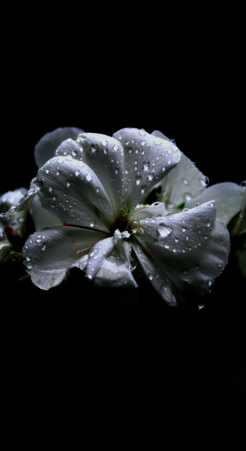 Floral B1 (3) screenshot