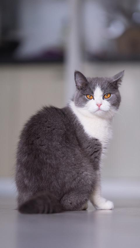 Is Essential Oil Harmful to Cats 7 screenshot