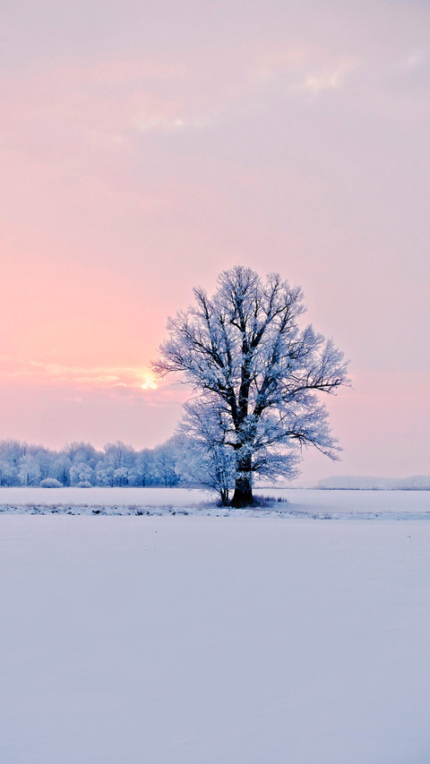 Lonely tree in a snowy field at sunrise screenshot