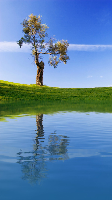 Green tree and blue sky screenshot