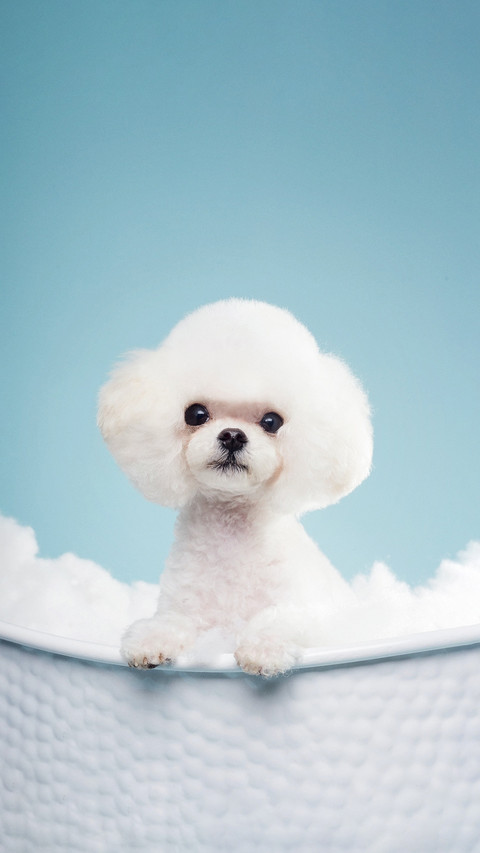 Dog1 screenshot