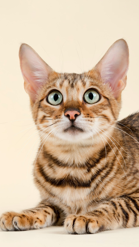 The wise kitten screenshot