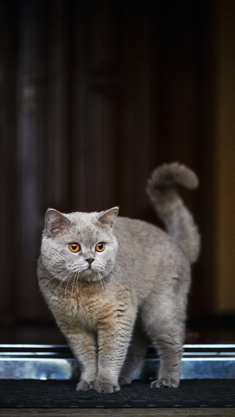 Cute Cat at Door screenshot
