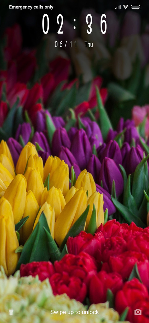 Tulip Bouquet_3MDP screenshot