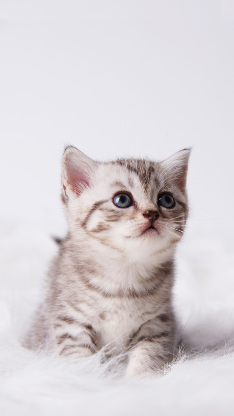Close up kitten 2 month on a white carpet screenshot
