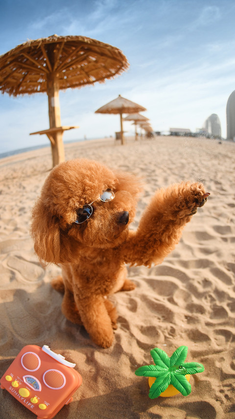 How to Care for Dog Paws 8 screenshot