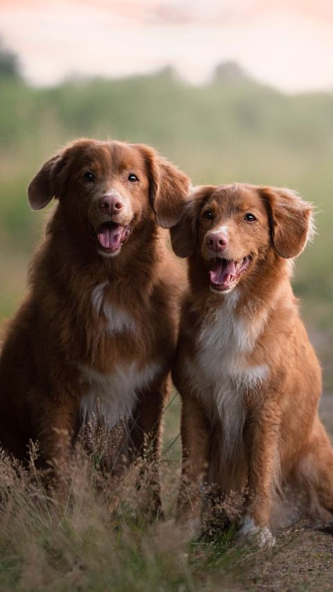 The dog in the field screenshot