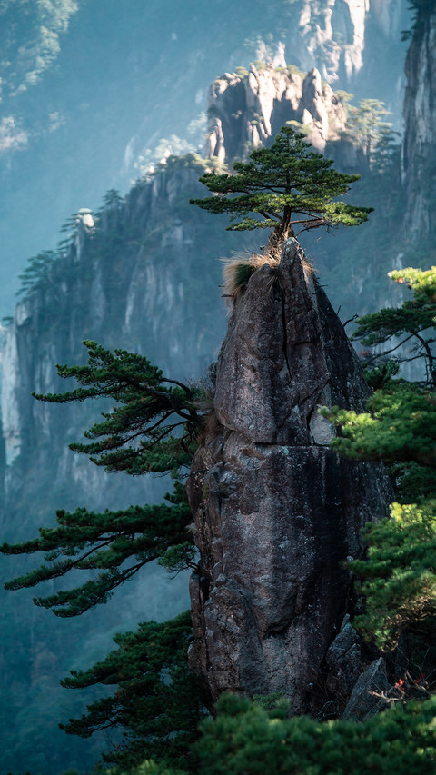 The unique pines of huangshan screenshot
