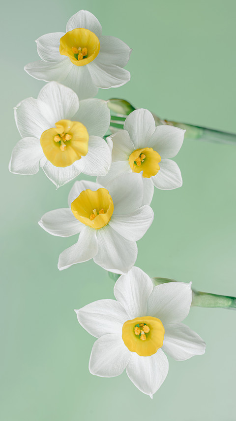 Daffodil blue background screenshot