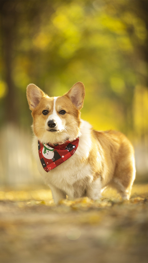 Dog4 screenshot