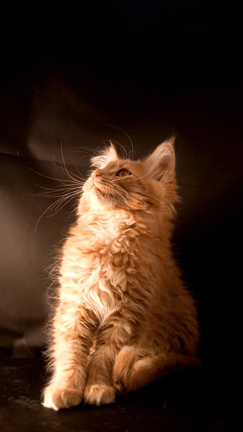 Maine Coon kitten screenshot