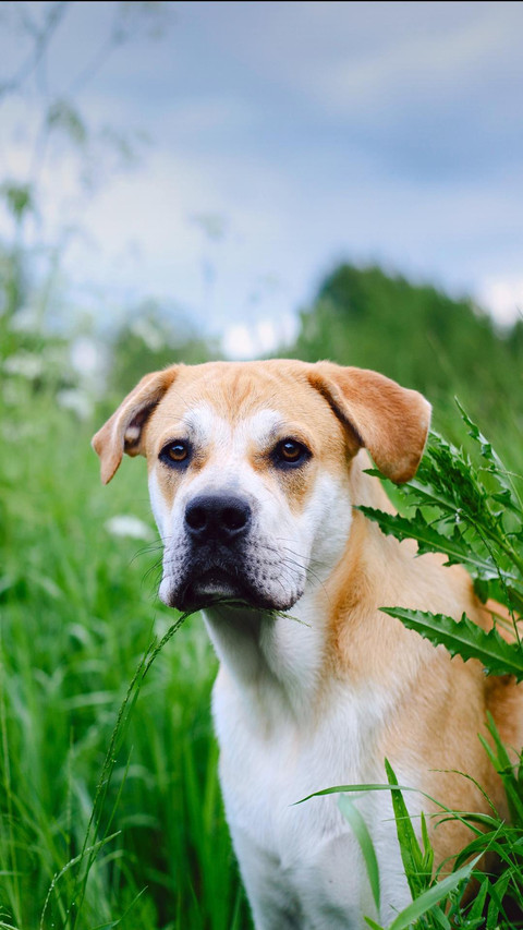 Dog140 screenshot