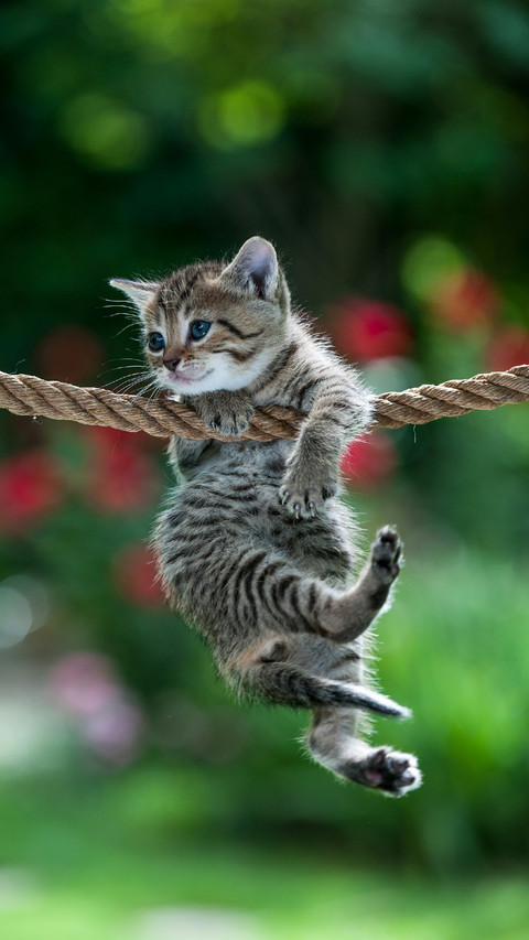 Lovely Cat on Rope screenshot