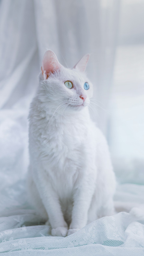 A Lovely White Cat screenshot