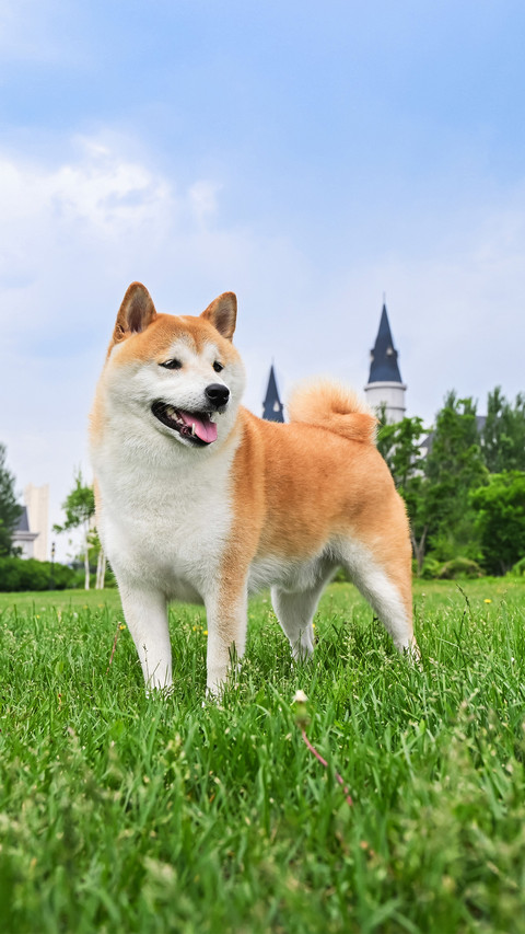 A shiba inu in the grassland screenshot