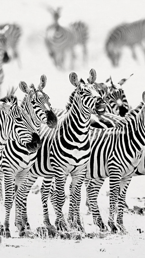 Chawodon National Park black-and-white zebras all screenshot