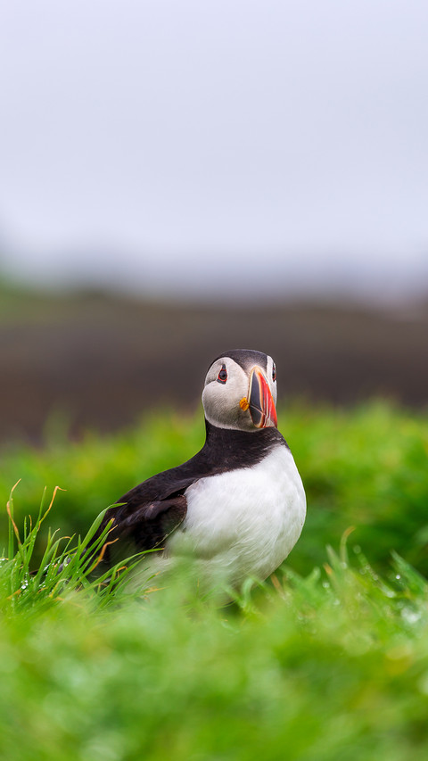 Puffin colony on Lunga Island screenshot