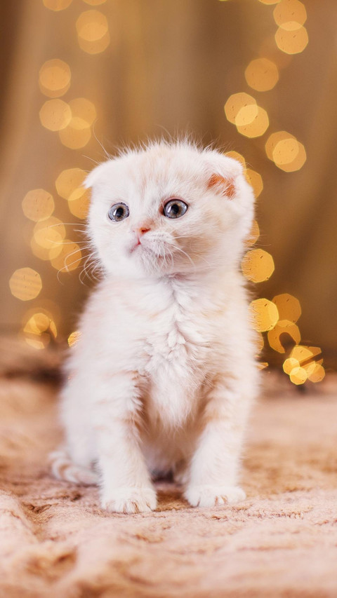 从小美到大的猫猫 screenshot