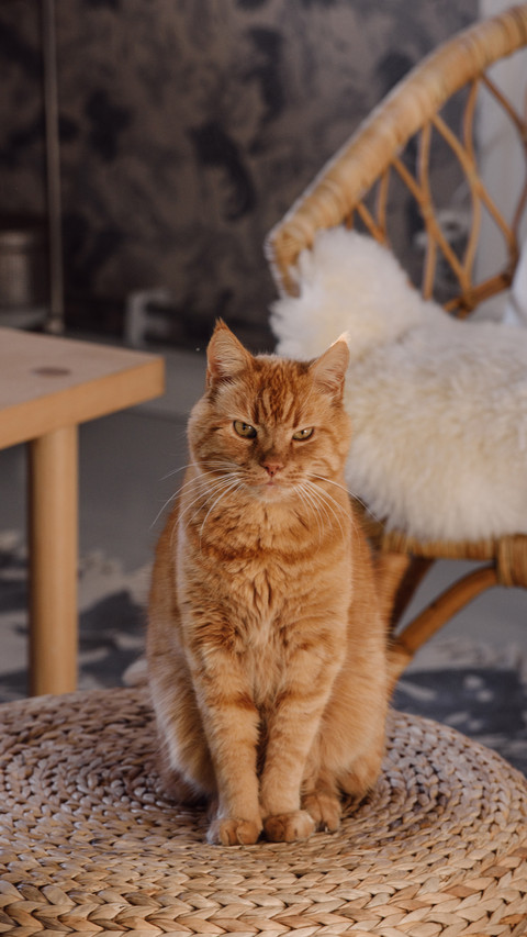 How to save furniture under cats paws 14 screenshot